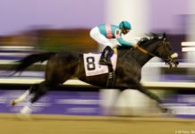 Zenyatta – Queen of the Racetrack