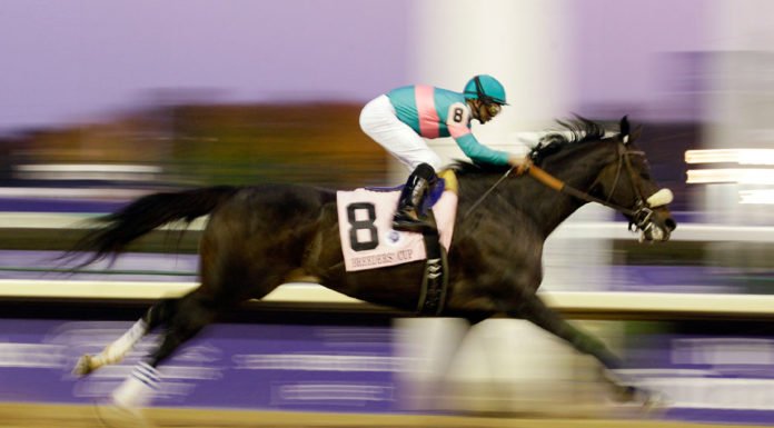 Zenyatta – Queen of the Racetrack