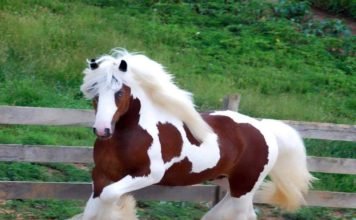 5 Most Beautiful Horse Breeds