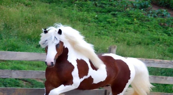 5 Most Beautiful Horse Breeds