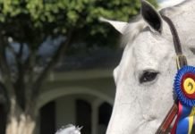 Meet Show Hall of Famer, Catch Me, and his new Breyer Model