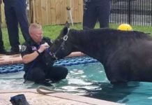 Florida Horse Stuck in Pool Rescued, but Later Passes Away