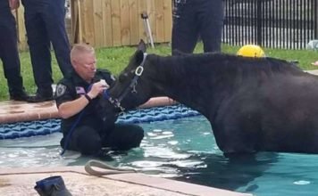 Florida Horse Stuck in Pool Rescued, but Later Passes Away