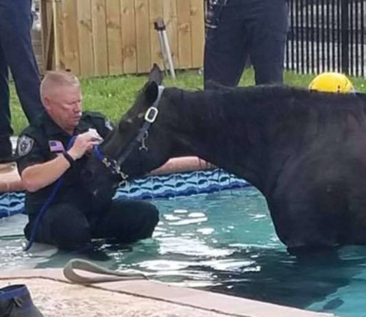 Florida Horse Stuck in Pool Rescued, but Later Passes Away