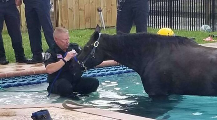 Florida Horse Stuck in Pool Rescued, but Later Passes Away