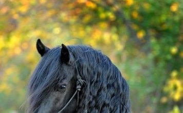 A Perfectly Executed Move!