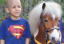 Horse Heroes Part I