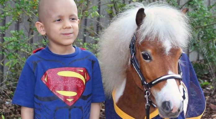 Horse Heroes Part I