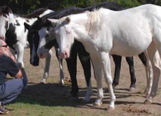 Luck and a Texas Gentleman