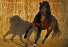 Horses of Africa
