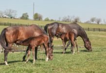 The Stages Through the Ages