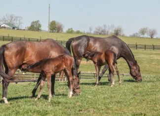 The Stages Through the Ages