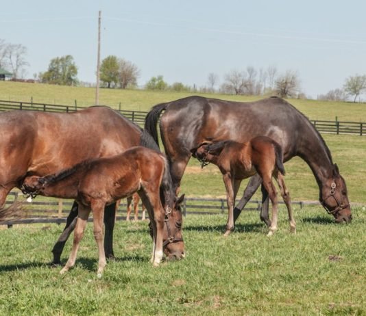 The Stages Through the Ages