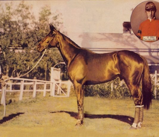 A Horse of Many Names