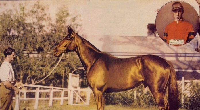 A Horse of Many Names