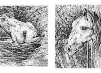 Say that again! 20 Bizarre Horse Facts.