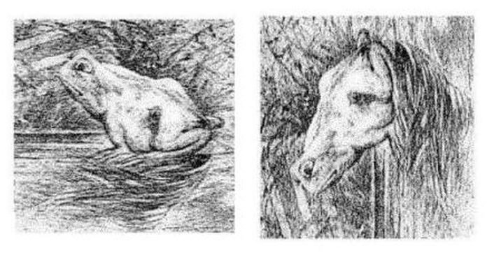 Say that again! 20 Bizarre Horse Facts.