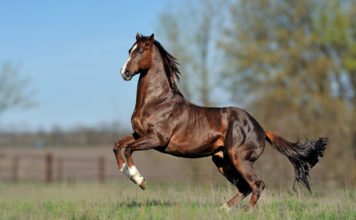 Is Your Horse Hot, Warm or Cold?