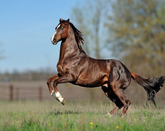 Is Your Horse Hot, Warm or Cold?