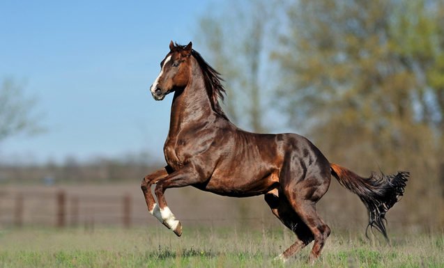 Is Your Horse Hot, Warm or Cold?