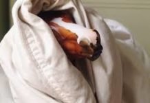 Clean Up Your Horses!