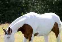 The Legend of the Medicine Hat Horse