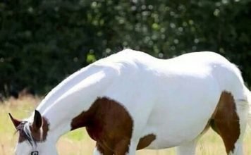 The Legend of the Medicine Hat Horse