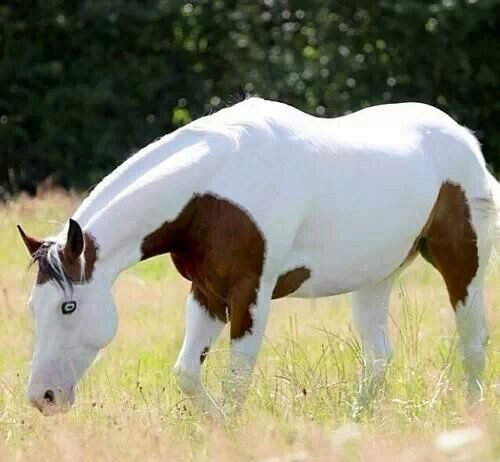 The Legend of the Medicine Hat Horse