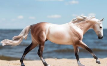 Collector’s Club Renewal is Here!