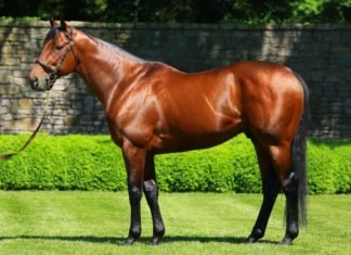 A Horse of a Lifetime