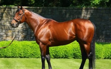 A Horse of a Lifetime