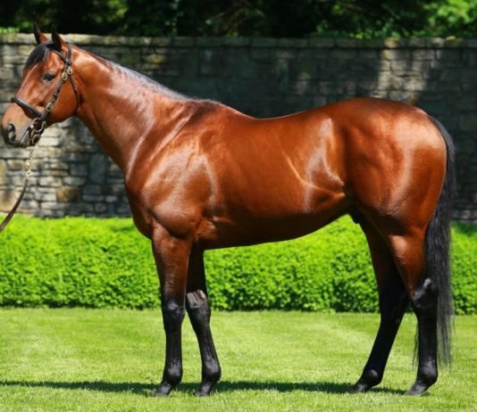 A Horse of a Lifetime