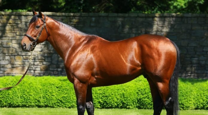 A Horse of a Lifetime