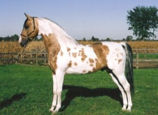 A Horse of a Different Color