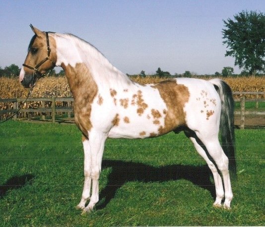 A Horse of a Different Color