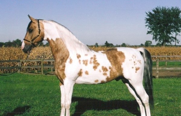 A Horse of a Different Color