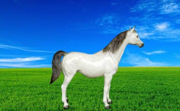 Rare and Highly Collectible Breyer Horses