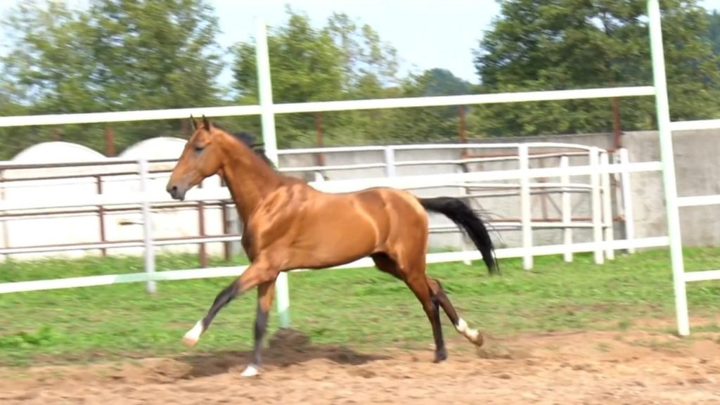 The Akhal-Teke Horse and its Breyer Models
