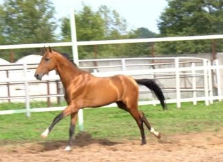 The Akhal-Teke Horse and its Breyer Models