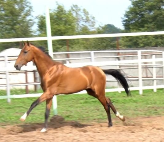 The Akhal-Teke Horse and its Breyer Models