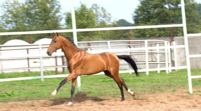 The Akhal-Teke Horse and its Breyer Models