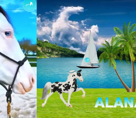 Stablemate Club Release 2025 Stablemate Club Release 2025