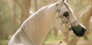 Arabian Horse Suspended Trot Arabian Horse Suspended Trot