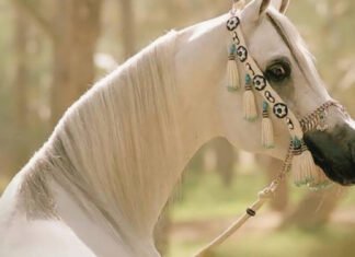 Arabian Horse Suspended Trot Arabian Horse Suspended Trot