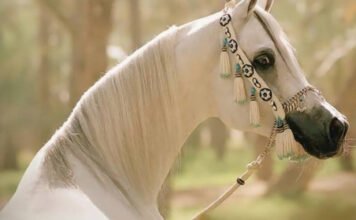 Arabian Horse Suspended Trot Arabian Horse Suspended Trot