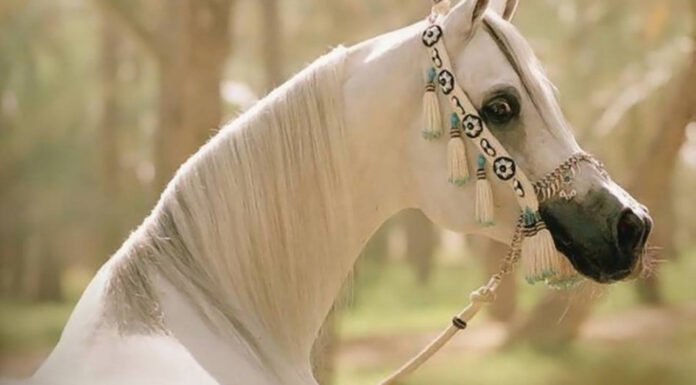 Arabian Horse Suspended Trot Arabian Horse Suspended Trot