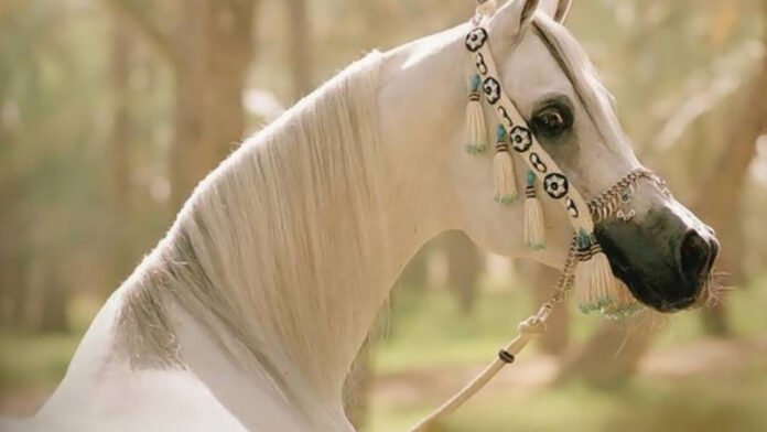 Arabian Horse Suspended Trot