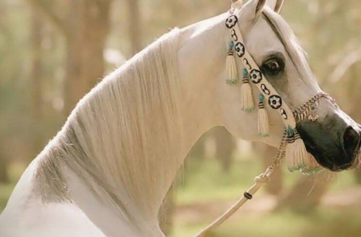 Arabian Horse Suspended Trot